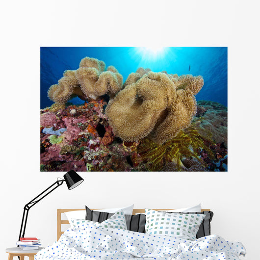 Soft Coral Garden and Wall Decal