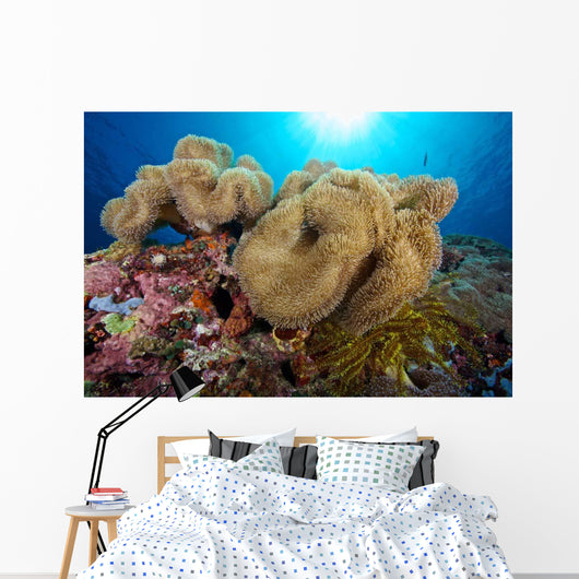 Soft Coral Garden and Wall Decal