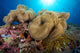 Soft Coral Garden and Wall Decal