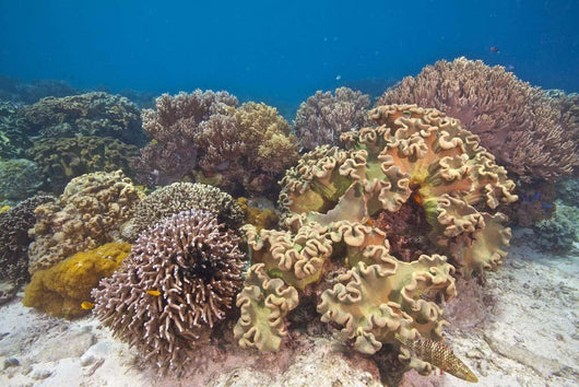 Shallow Soft Coral Garden Wall Decal