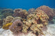 Shallow Soft Coral Garden Wall Decal
