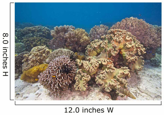 Shallow Soft Coral Garden Wall Decal