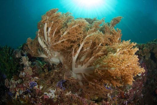 Soft Corals Liquid Island Wall Decal