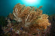 Soft Corals Liquid Island Wall Decal