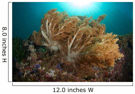 Soft Corals Liquid Island Wall Decal