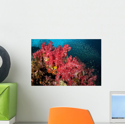 Soft Corals Richelieu Rock Wall Decal