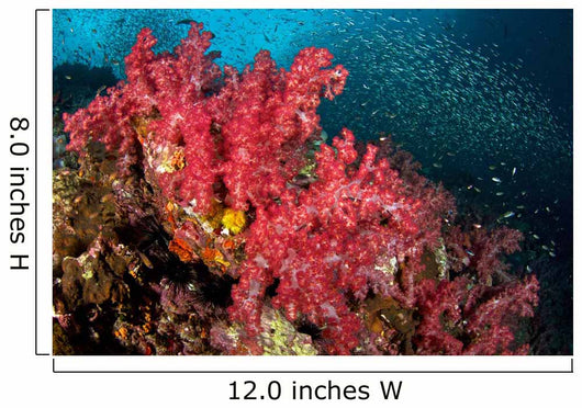Soft Corals Richelieu Rock Wall Decal