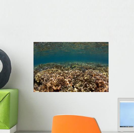 Shallow Coral Gardens Liquid Wall Decal