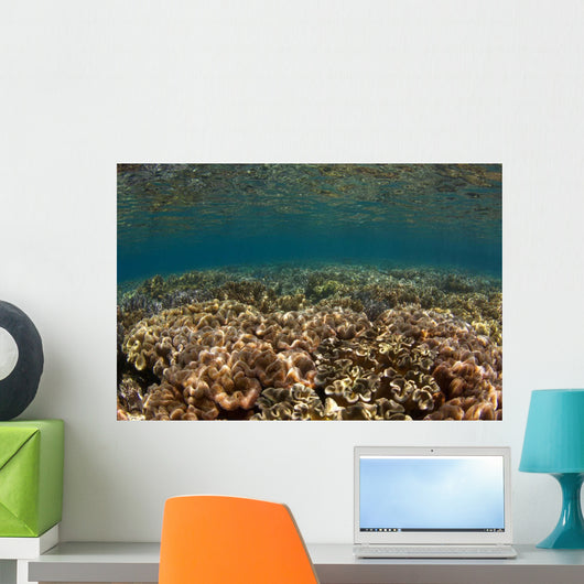 Shallow Coral Gardens Liquid Wall Decal