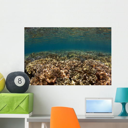 Shallow Coral Gardens Liquid Wall Decal