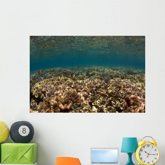 Shallow Coral Gardens Liquid Wall Decal