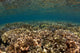Shallow Coral Gardens Liquid Wall Decal
