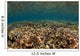Shallow Coral Gardens Liquid Wall Decal
