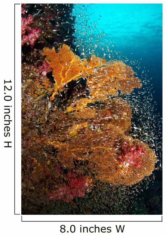 Vibrant Sea Fan Richelieu Wall Decal