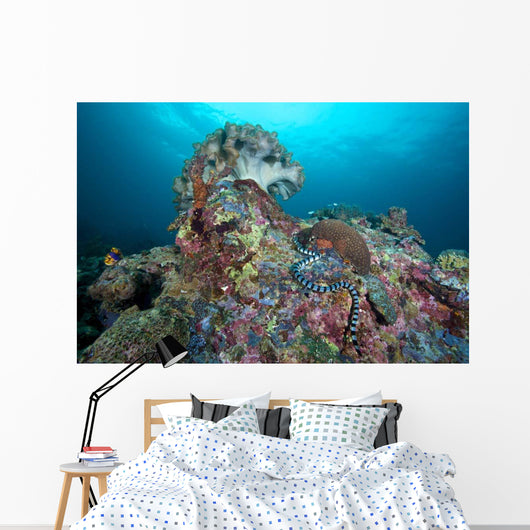 Banded Sea Krait Napantao Wall Decal