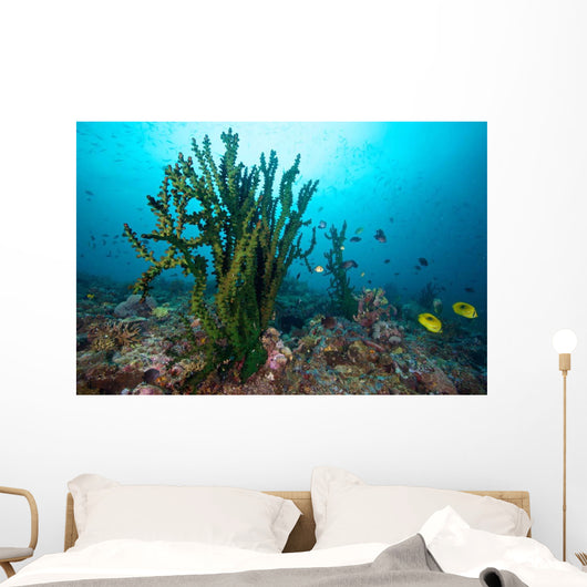 Black Sun Coral Limasawa Wall Decal Design 3