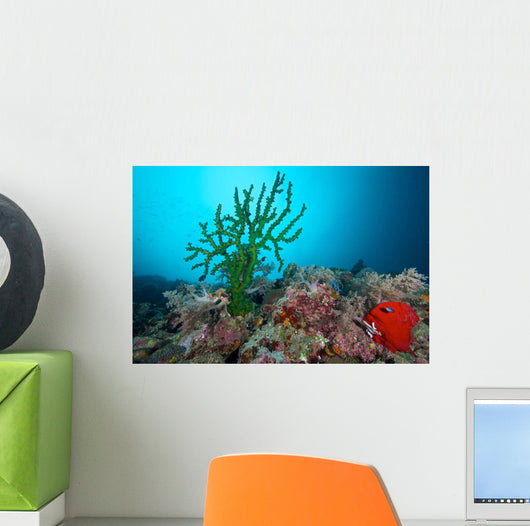 Black Sun Coral Limasawa Wall Decal Design 2