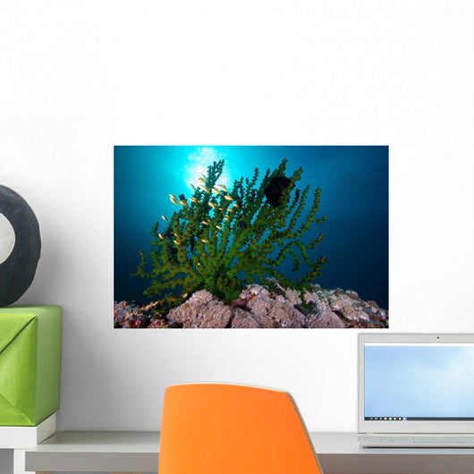 Black Sun Coral Limasawa Wall Decal Design 1