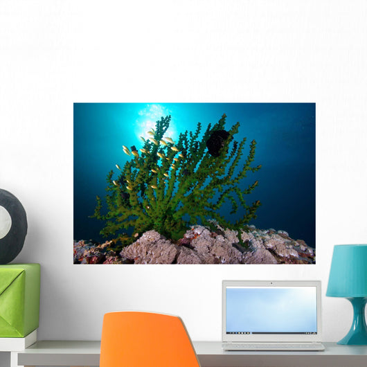 Black Sun Coral Limasawa Wall Decal Design 1