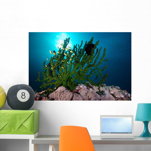 Black Sun Coral Limasawa Wall Decal Design 1