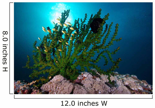 Black Sun Coral Limasawa Wall Decal Design 1