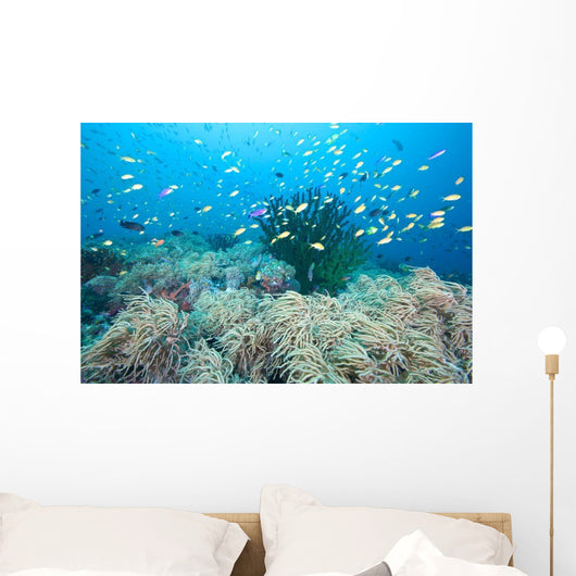Coral Gardens and Reef Wall Decal