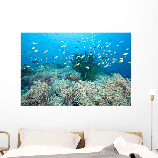 Coral Gardens and Reef Wall Decal