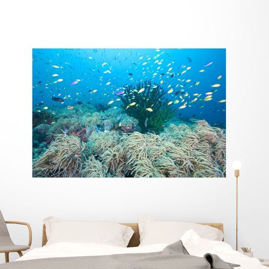 Coral Gardens and Reef Wall Decal