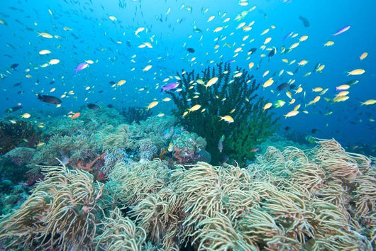 Coral Gardens and Reef Wall Decal