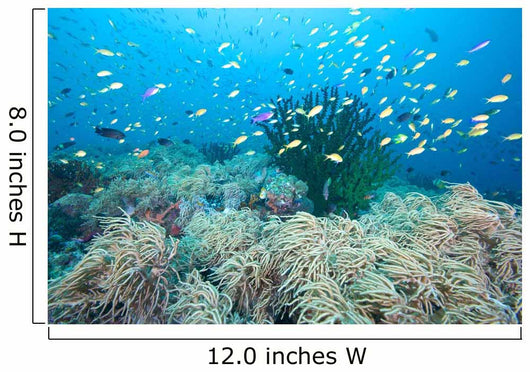 Coral Gardens and Reef Wall Decal
