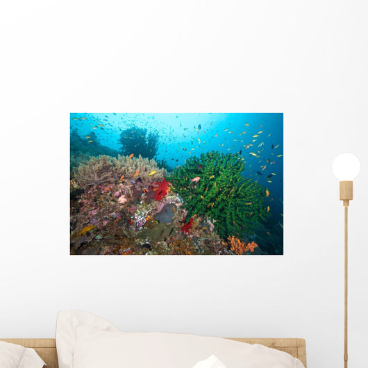 Black Sun Coral and Wall Decal Design 1