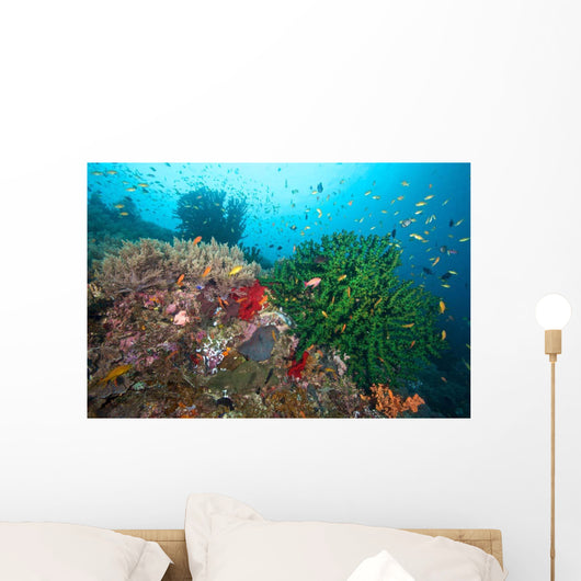 Black Sun Coral and Wall Decal Design 1