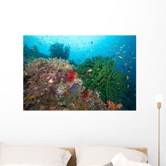 Black Sun Coral and Wall Decal Design 1