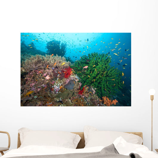 Black Sun Coral and Wall Decal Design 1