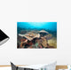 Hard Coral Formations and Wall Decal Design 2