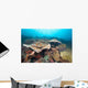 Hard Coral Formations and Wall Decal Design 2