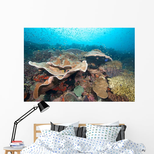 Hard Coral Formations and Wall Decal Design 2