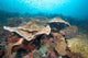 Hard Coral Formations and Wall Decal Design 2