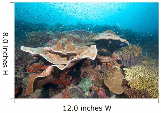 Hard Coral Formations and Wall Decal Design 2