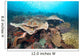 Hard Coral Formations and Wall Decal Design 2