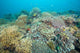 Hard Coral Gardens Napantao Wall Decal