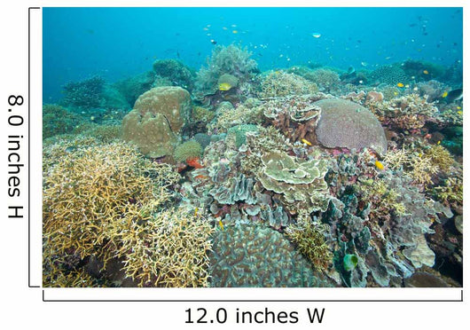 Hard Coral Gardens Napantao Wall Decal