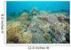 Hard Coral Gardens Napantao Wall Decal