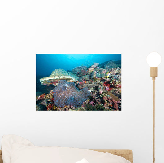Hard Coral Formations and Wall Decal Design 1