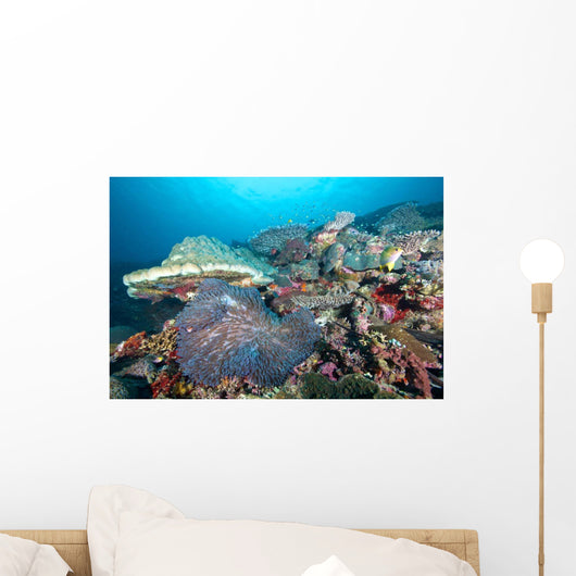 Hard Coral Formations and Wall Decal Design 1