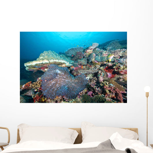 Hard Coral Formations and Wall Decal Design 1