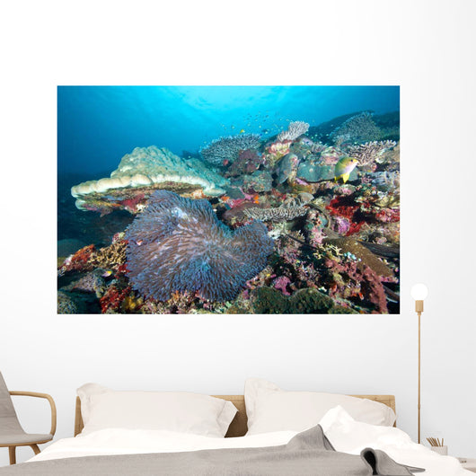 Hard Coral Formations and Wall Decal Design 1