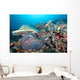 Hard Coral Formations and Wall Decal Design 1