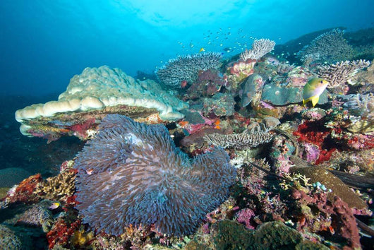 Hard Coral Formations and Wall Decal Design 1