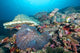 Hard Coral Formations and Wall Decal Design 1